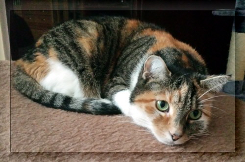 Kampfkatze buW